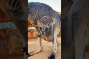 Baby kangaroo is awake bright and early! 🦘🥰 #animals #cuteanimals #shorts