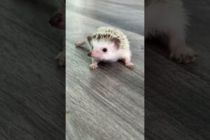 Baby like sleep playing #hedgehog #animalart #hedgehoge #cute #anmals #animals #cuteanimals