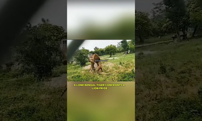 "Bengal tiger vs Lion"  #nature #viral #viralvideo #ytshorts #shorts #animals #wildlife #lion #tiger