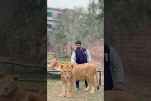 Big African lion want to play with me | Rahib Malik | #india #animals #lion #pets #tiger #wildlife