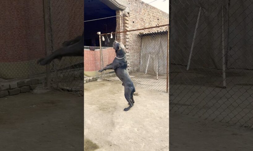 Cane corso play time 😱👺 #pitbull #canecorso #dog #alphathedogo #mastiff #animals #dogtraining