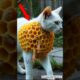 Cat Covered in Barnacles Rescued & Healed | Heartwarming Cat Rescue Story #barnacles