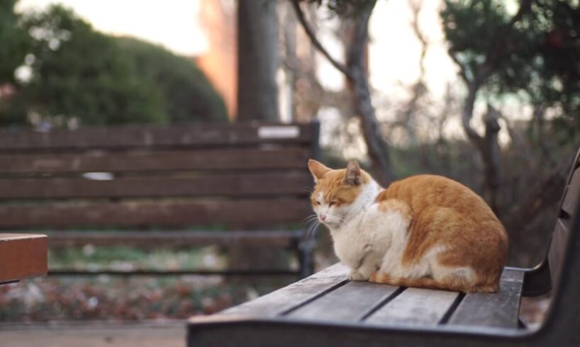 Cat's favorite harp music 6 hours of continuous playback