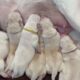 Christmas Litter! 8 Adorable Lab Puppy Names! #cutepuppies #labrador #puppy