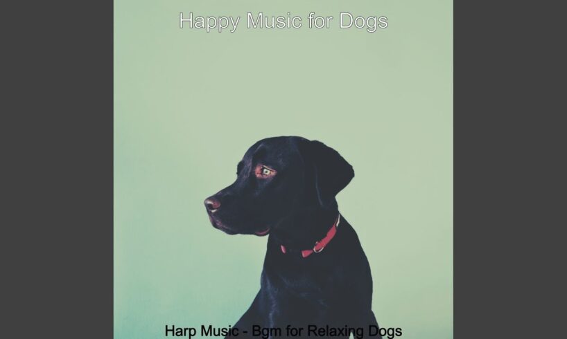 Contemporary Cute Puppies