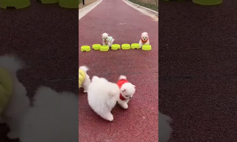 Cute Puppies Eating Food 😍😋#cute #puppy #puppies #dog #japan #japanese