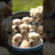 Cute Puppies❤😊🐕 Part 53 #puppies​ #doglover​ #pets​ #dog​ #cuteanimals​ #shorts #funnyvideo #dogtalk