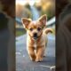 Cute Puppies❤😊🐕 Part 61 #puppies​ #doglover​ #pets​ #dog​ #cuteanimals​ #shorts #funnyvideo #dogtalk