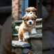 Cute Puppies🐶😚❤Part 177 #puppies​ #doglover​#pets​#dog​ #cuteanimals​ #shorts #shortsfeed  #sounddog