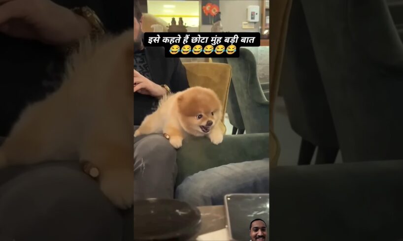 Cute Puppies🤩#shortvideo#shorts#pets#doglover5325#funny#cute#cutedoglovers#doglover#animals#ytshorts