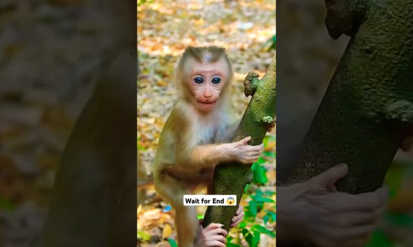 Cute monkey playing A beautiful moments 😱#pets #animals #monkey #shorts