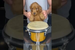 Cute puppies & chicken viral dance 😅🥳 #chikensong #dance #puppies #dogdance#shorts