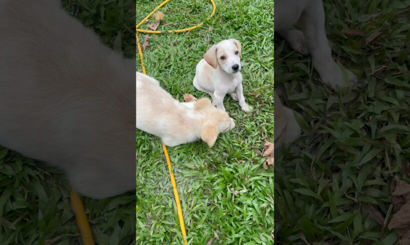 Cute puppies 🐶 | #dog #doglover #dogs #petshub #puppy #puppies #love