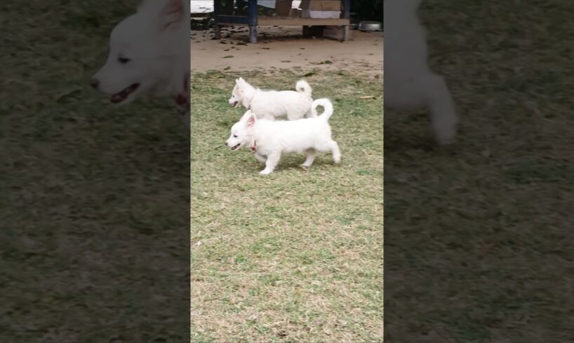 Cute puppies 🐶 #puppies #dogs #cute