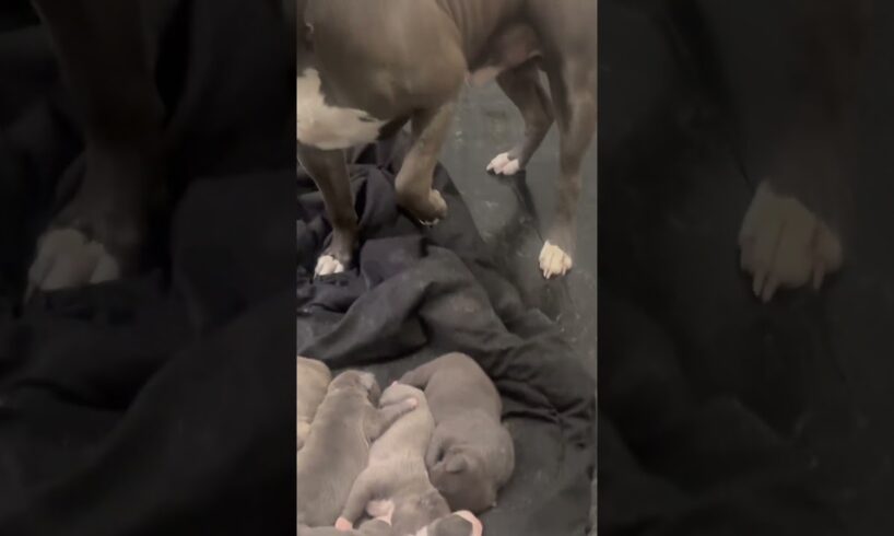 Cute puppies ☀️ #shorts #puppy #dog #shortvideo