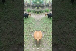 Cute puppies #shortvideo #shortsviral #puppies #shorts