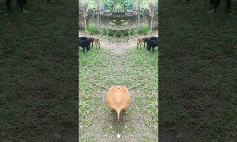 Cute puppies #shortvideo #shortsviral #puppies #shorts