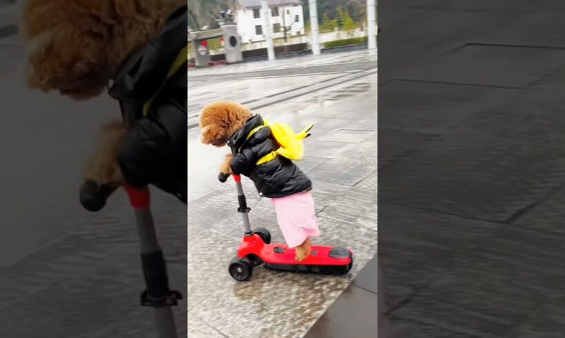 Cutest Puppy Skating Skill 🔥🔥 #puppy #puppies #puppydog #dog #doglover #ytshorts