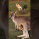🦘 Dingo Stalks a Joey #funny #funnyanimals #animals #africanwildlife #animalworld #animallife