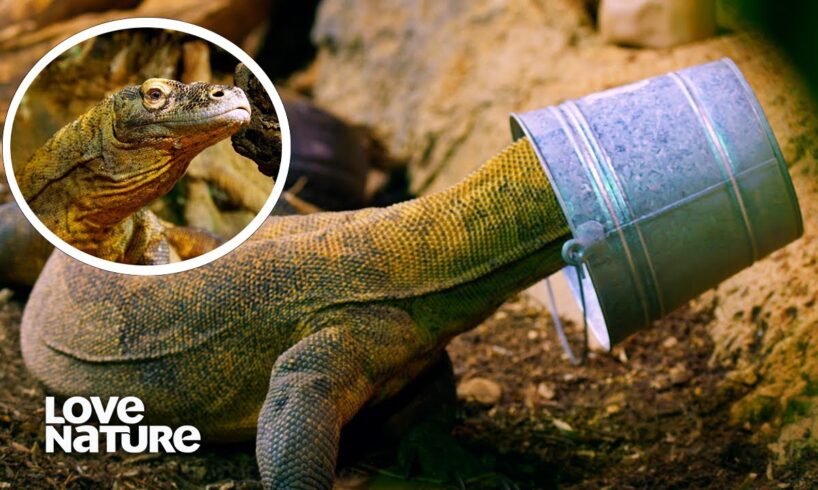 Do Komodo Dragons Play Games for Fun? | Animals at Play 101