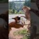😱🔥Dog Vs Cheetah Brutal Clash #animals #animal #dog #doglover #short #youtubeshorts #trendingshorts