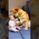 Dog feeds baby milk 😱🤣🍼👶🏻❤️🚀🌈✅