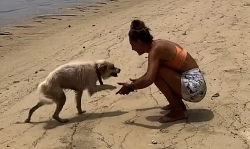 Dog's heartwarming response to rescue