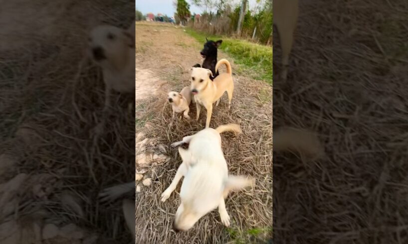 Dogs play with me #puppy #doglover #cute #animals #funny #doglove #dog #barking #love #shortvideo