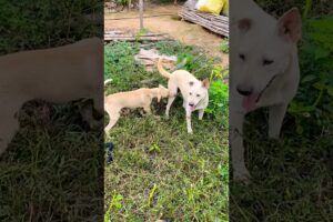 Dogs playing #puppy #doglover #cute #animals #funny #doglove #dog #barking #love #shortvideo #top