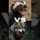 Epic Animal Battles: The Ultimate Wild Beast Showdown! #shorts