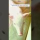 Farmer rescues homeless pig family #animals #rescue #animalrescue #animalshorts