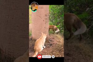 Funny Animal fights EXPERT Fox vs Cat 😂😂😂😻😻😻