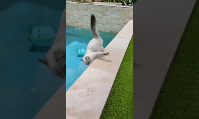 Funny Pets | 2024😂 Funny Dogs And Funny Cats Videos 🐱 🐕 😄 #128