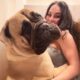 Gentle Giant Mastiff Wants To Hug Everybody He Meets | Cuddle Buddies