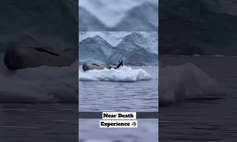 Going to the Wrong Iceberg