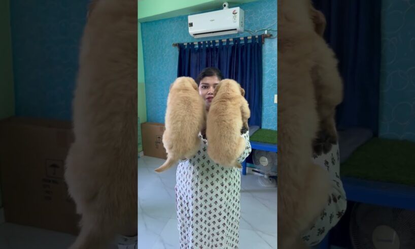 Golden Retriever Puppies Low Price.