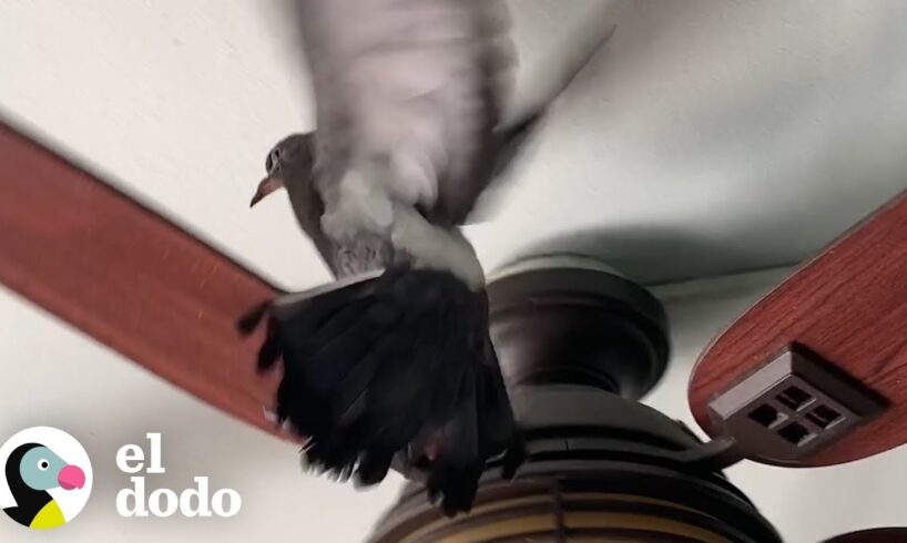 Hombre acoge a una paloma para ayudarla a volar otra vez | El Dodo