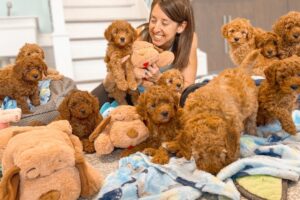I'M Spending My LAST WEEK with THESE Adorable Goldendoodle Puppies!