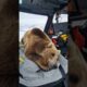 Injured Polar Bear Rescue,  Wildlife Animals Rescue Videos. #icebears #auroraworld