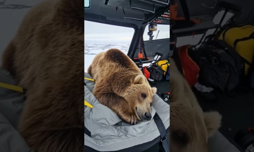 Injured Polar Bear Rescue,  Wildlife Animals Rescue Videos. #icebears #auroraworld