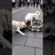 Kind dogs fight giant snake to protect the city