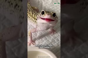 Leopard Gecko | Cutest Reptile Ever?