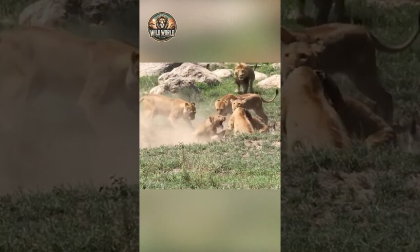 Lion Fights Lion #shorts