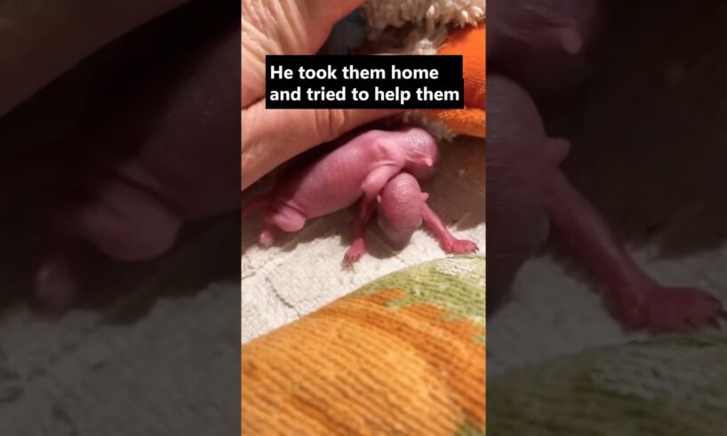 Man Adopts Baby Squirrels 🥺 🐿️ #wholesome #squirrel #shorts #animals #rescue