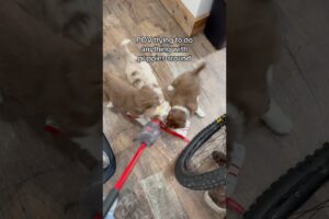 Mission impossible😅🤣🐶🫡 #puppy #dogbreeder #cute #puppies #australianshepherd #pets #doglover