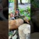 Monkey playing with friends very happy : #shorts #animals #bae3 #usa #monkey #Youtubeshorts