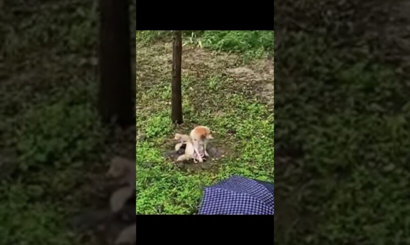 Mother dog | Cute puppies  | Facing the inevitable  | Touching rescue 🐕