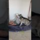 My dog threw a tantrum over his bed… #dog #dogs #husky #huskies #cute