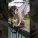 😱🔥Owl Vs Snake Deadly Fight #animals #animal #owl #snake #shorts #shortvideo #trending #nature #usa