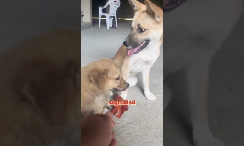 Puppies that listen to their moms are the cutest! #pets #dog